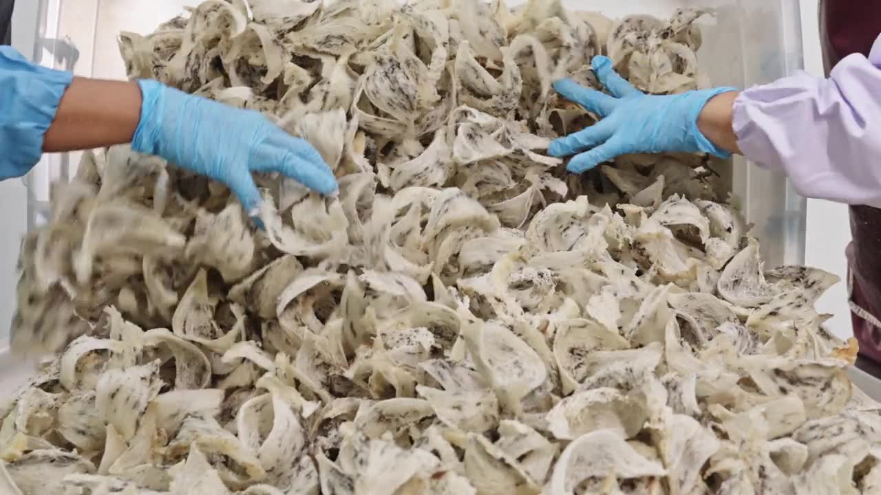 详情图-一名戴着手套的工人正在整理燕窝。