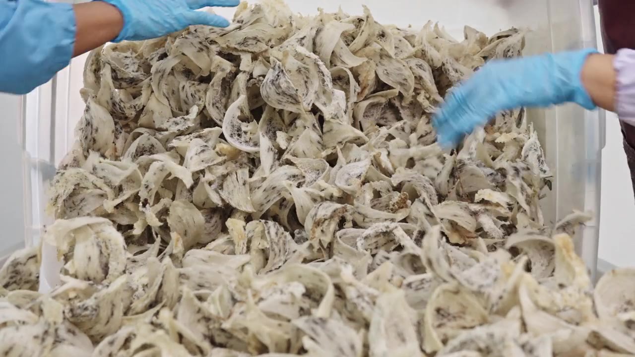 详情图-一名戴着手套的工人正在整理燕窝。