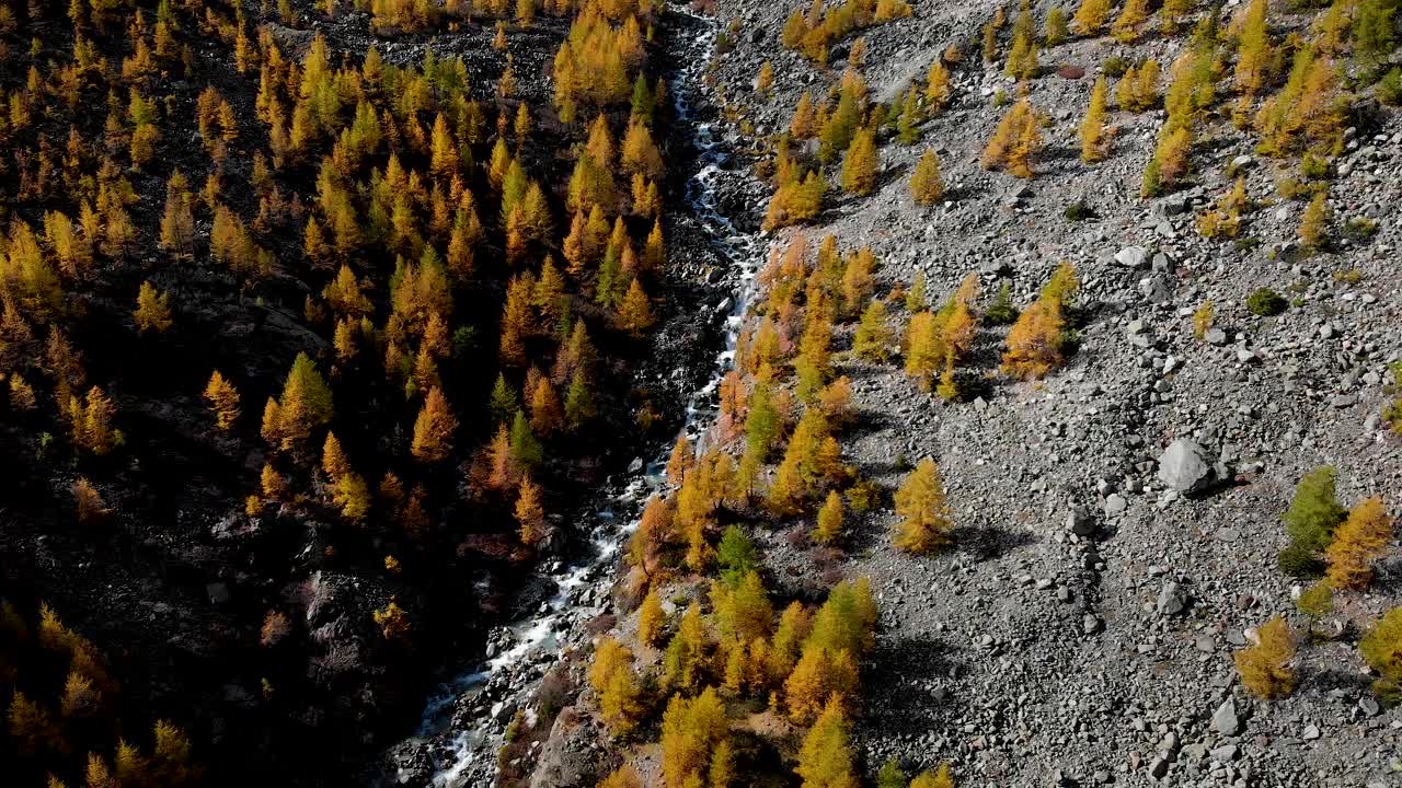 金秋时节，在瑞士阿尔卑斯山区瓦莱地区，从空中俯瞰一片长满黄色落叶松的森林，俯瞰远处白雪皑皑的Zinal Rothorn和冰川