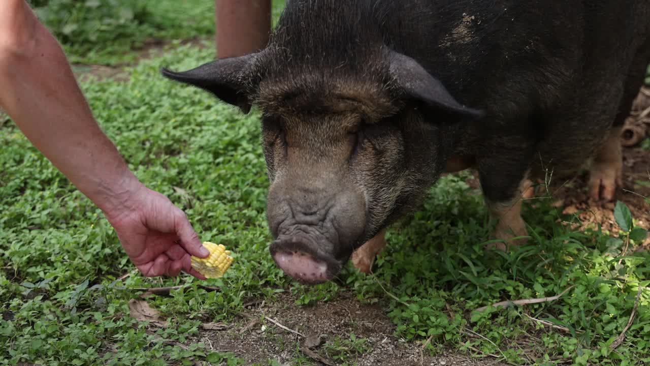 满足猪的喂食时间