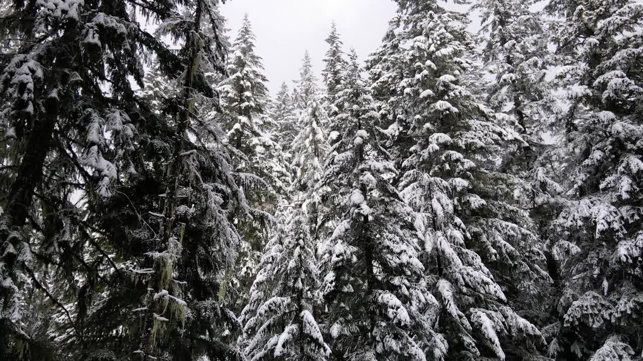 飞越俄勒冈州积雪覆盖的森林