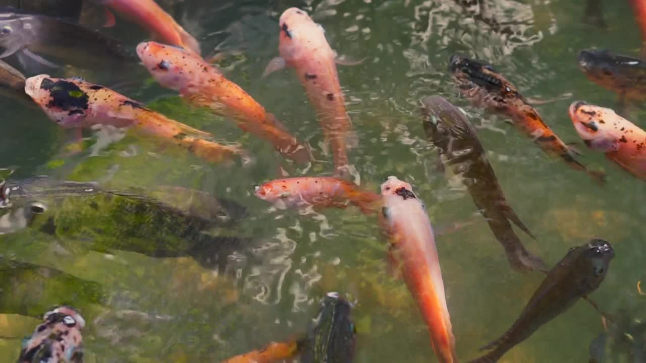 花式鲤鱼在池塘里游泳的画面。水是黑色的，能反射光线。热带花园池塘中游泳的锦鲤(锦鲤)水面特写镜头。