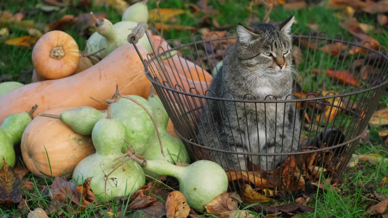 万圣节快乐。有趣的猫坐在装饰着南瓜的花园附近。为庆祝做准备。万圣节，秋天还是快乐的感恩节。虎斑猫坐在南瓜和葫芦旁边的篮子里