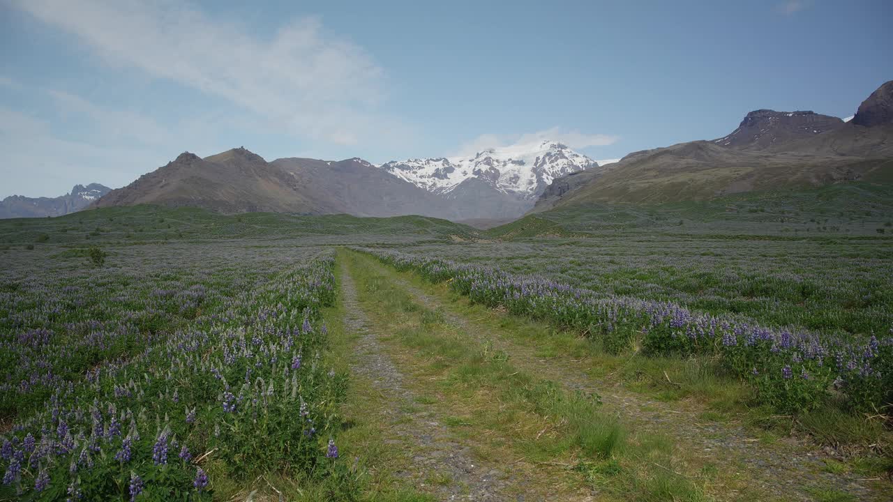 一条风景优美的路线，穿过美丽的羽扇豆花山谷，远处是冰岛冰川山脉