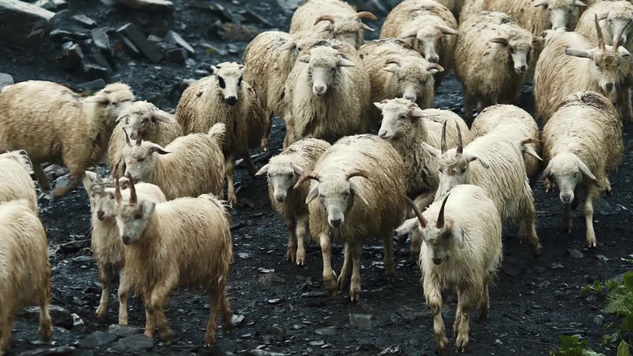 雨中走在山间的一群羊