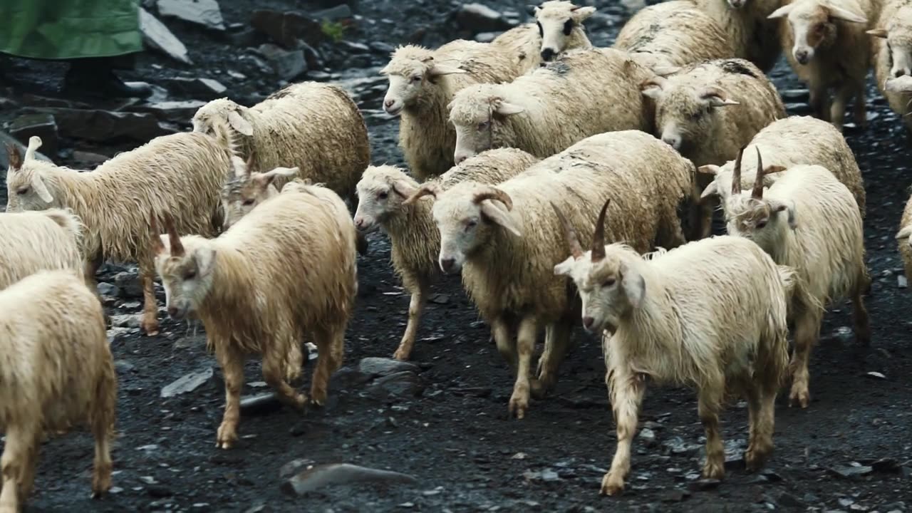 詳情圖-雨中走在山間的一群羊