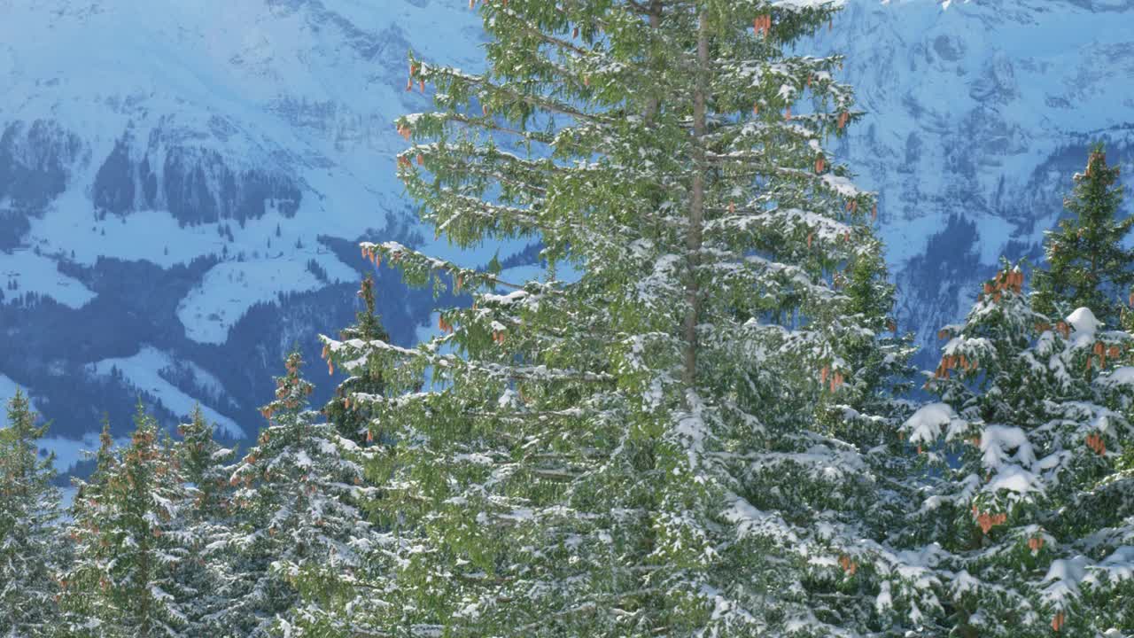 无人机飞行显示积雪覆盖的树梢和冰川山脉的背景，位于阿尔卑斯山恩格尔堡，在布伦尼，瑞士。