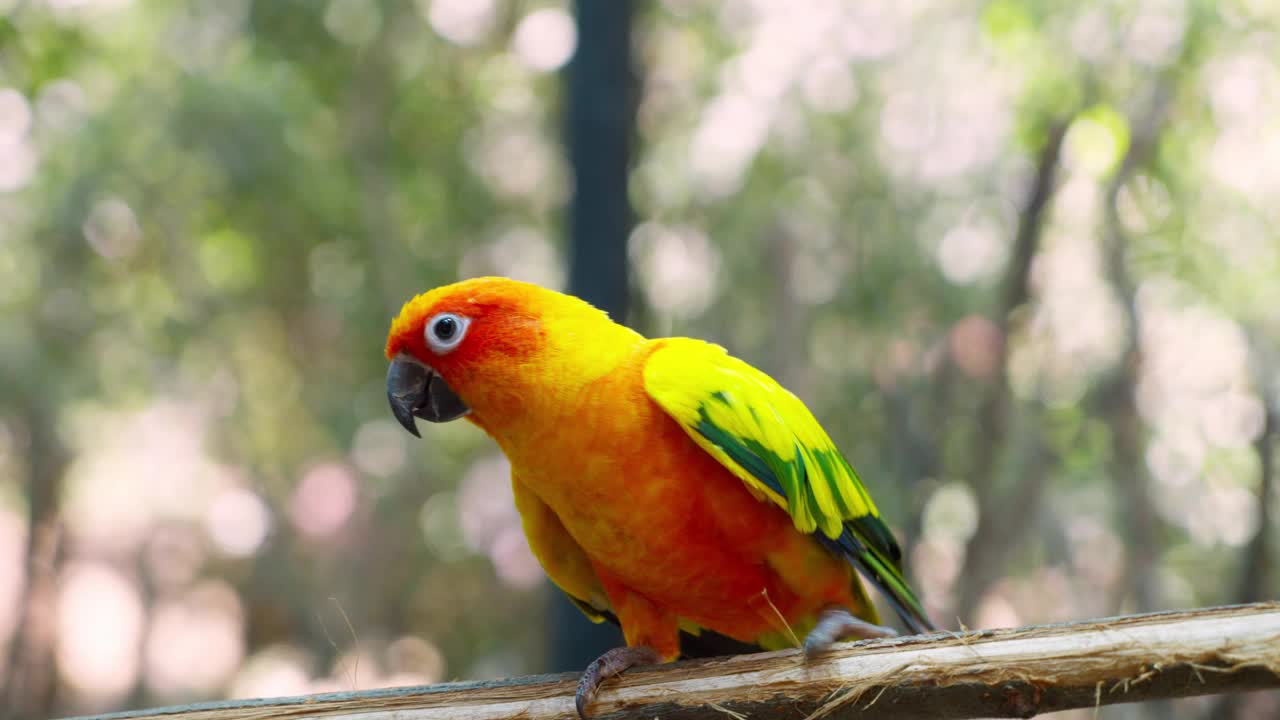 太陽鸚鵡(Aratinga solstitialis)，在鳥類養殖中也被稱為太陽鸚鵡，是一種中等大小的鸚鵡。可愛的寵物鳥動物。鏡頭滾動慢動作。