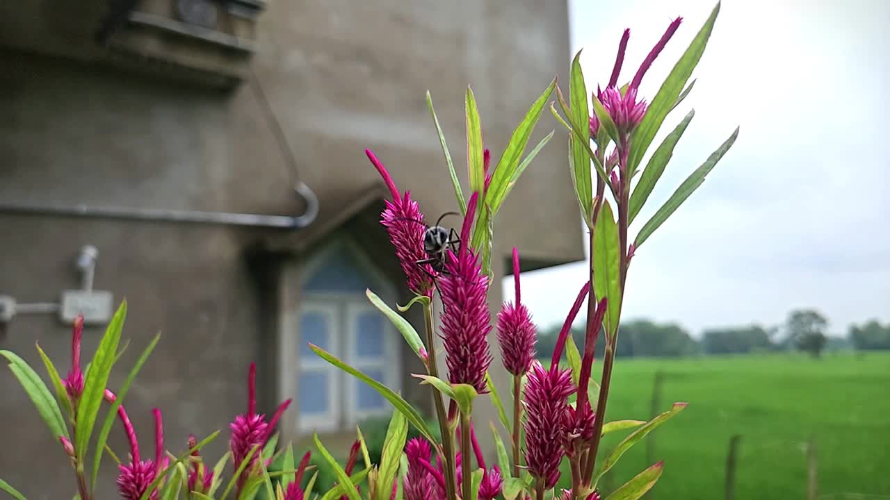 黄蜂