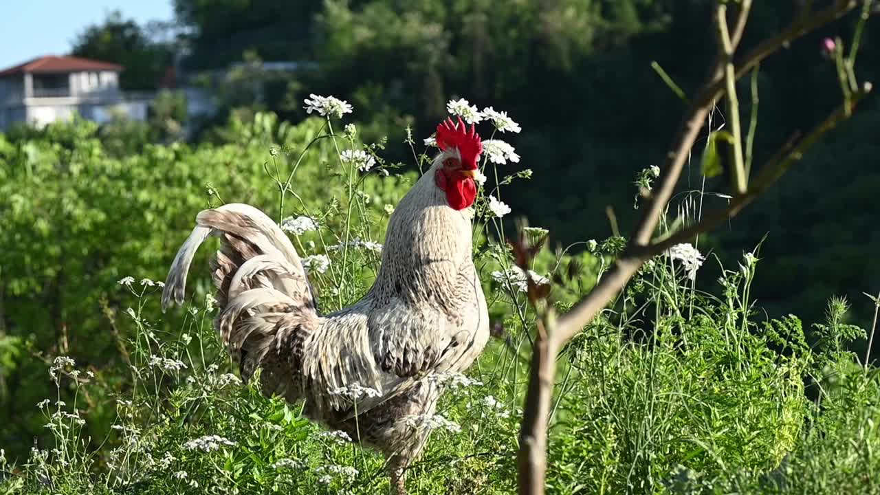 自由白母鸡在牧场，畜牧，农场农业的概念