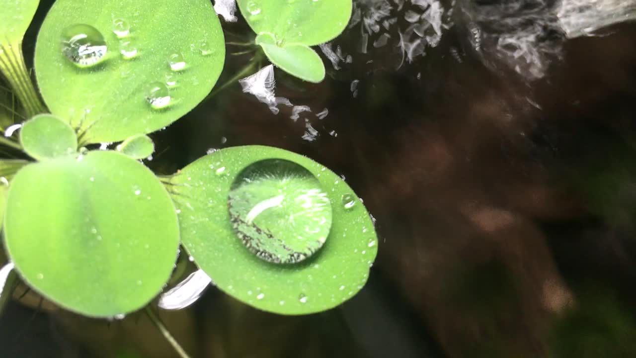 喷泉在鱼缸里流动