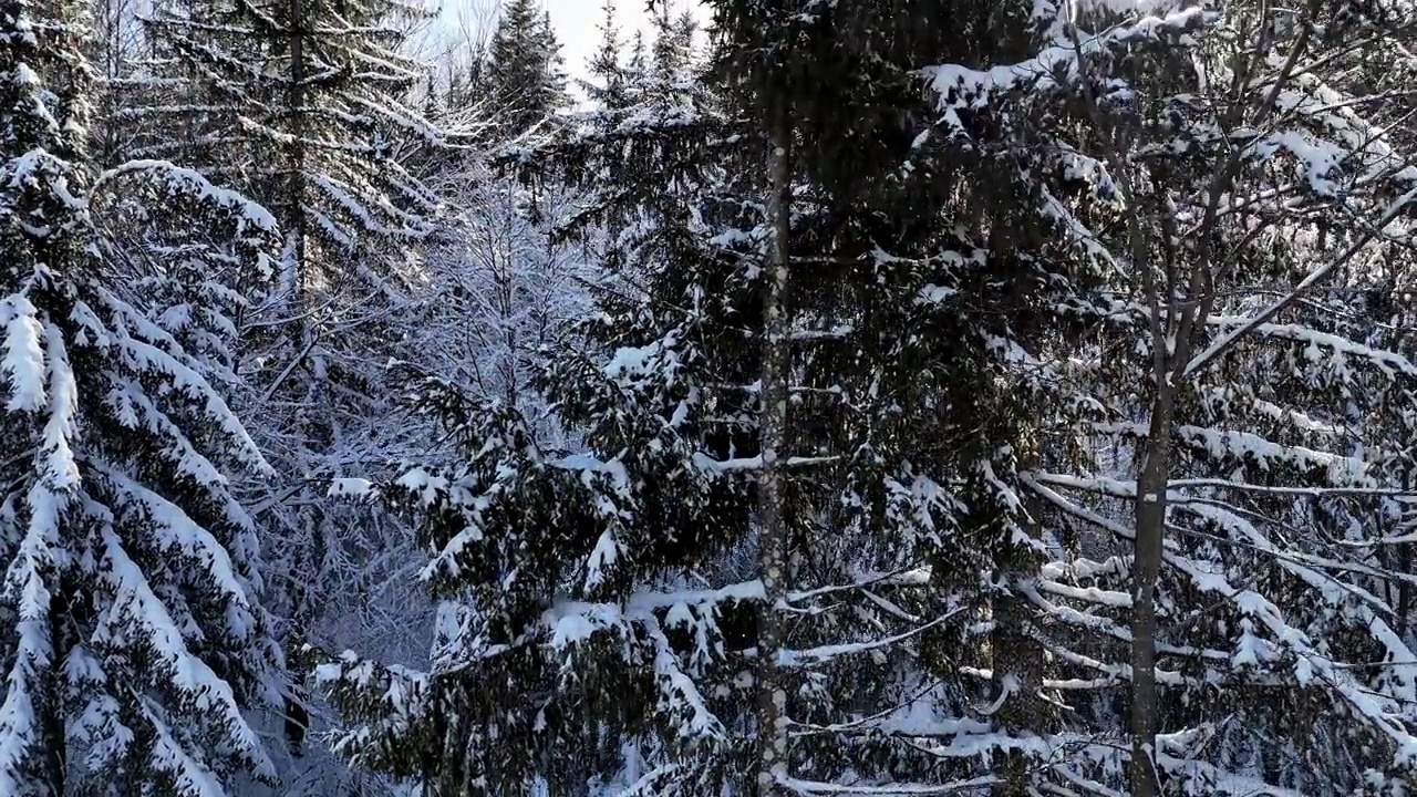 在一个阳光明媚的冬日森林里，爬上一棵高高的白雪皑皑的树顶