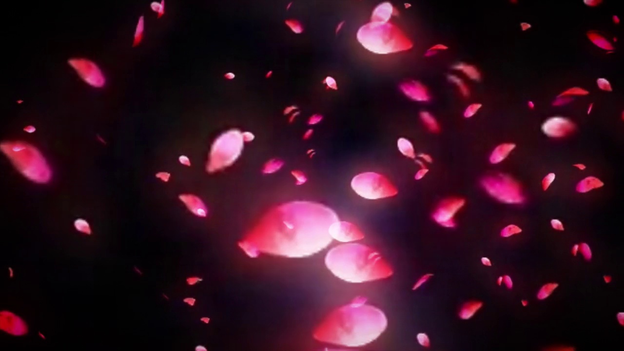 玫瑰花瓣漂浮和下降的动画在黑色背景