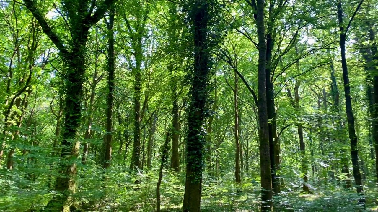 潘横跨田园诗般的绿色森林，林地，林间空地，夏日落叶