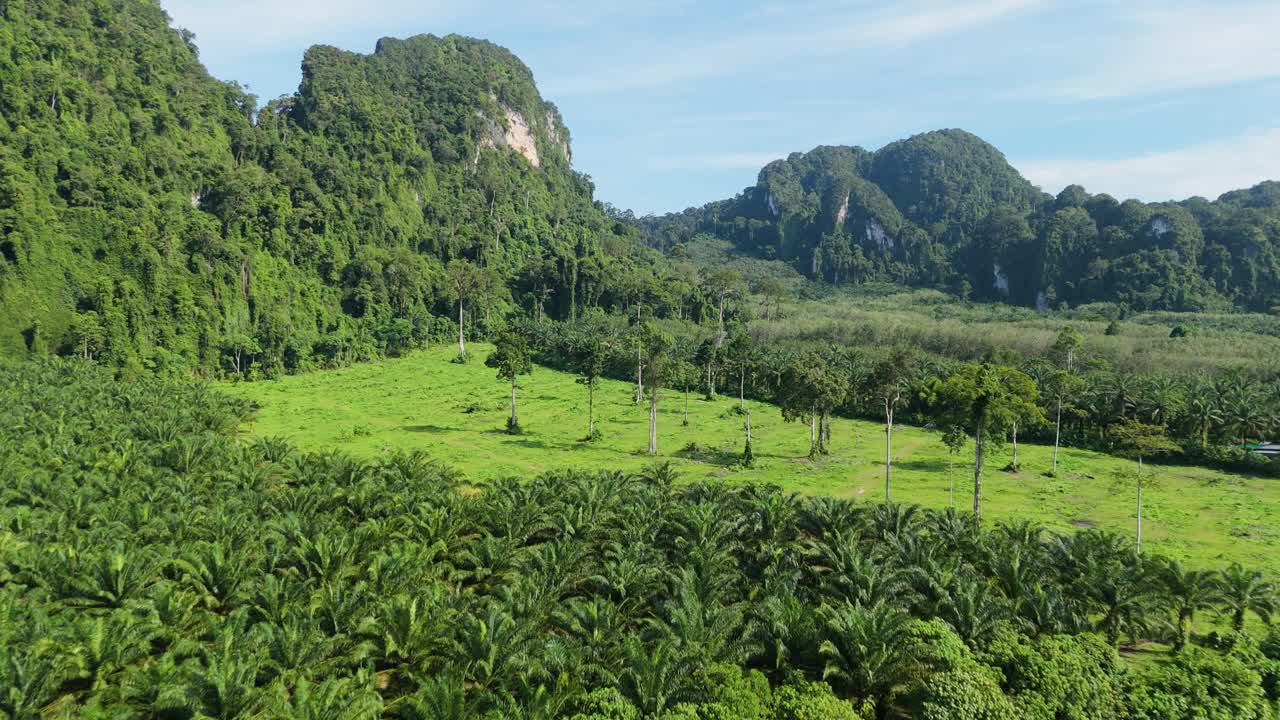 Deforestation for Oil Palm Production, Oil Palm Industry, Destruction of Natural Forest Land Develop