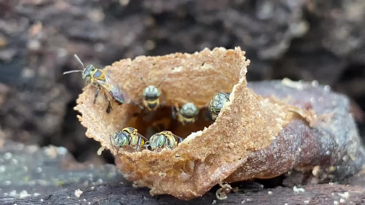 无刺蜜蜂筑巢的视频片段