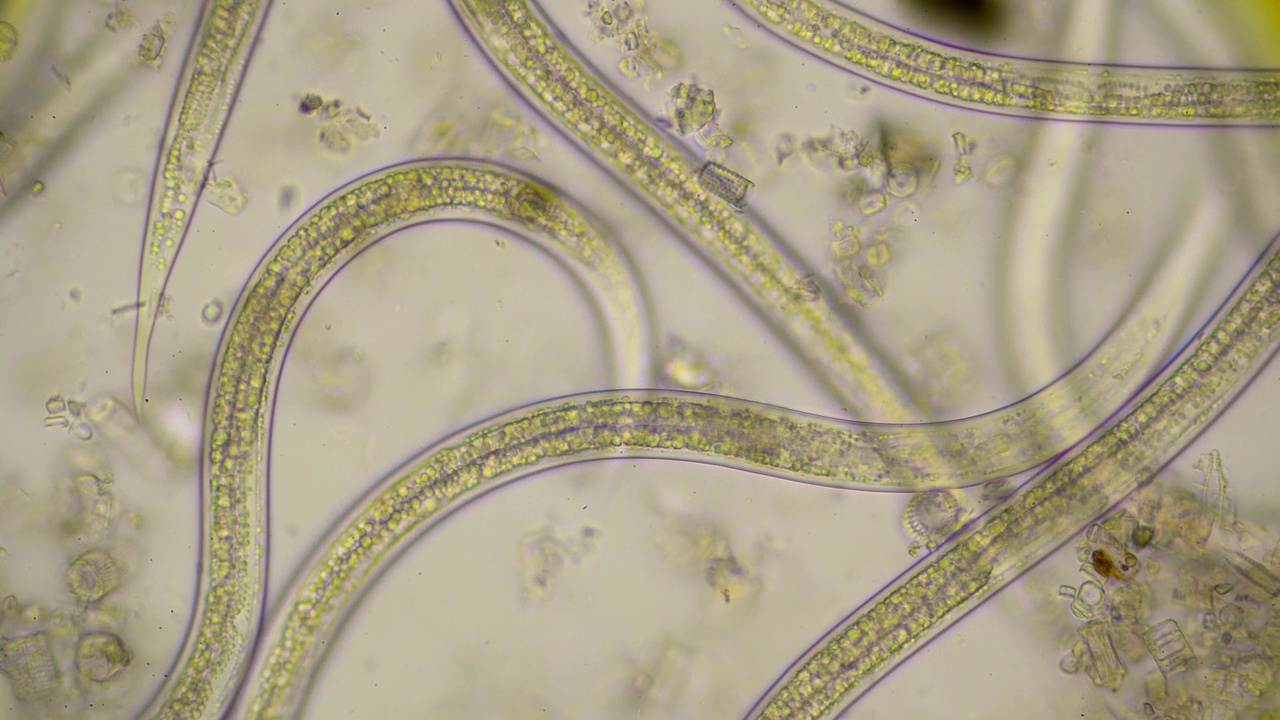 强大的移动蛔虫，线虫，在显微镜下放大400倍
