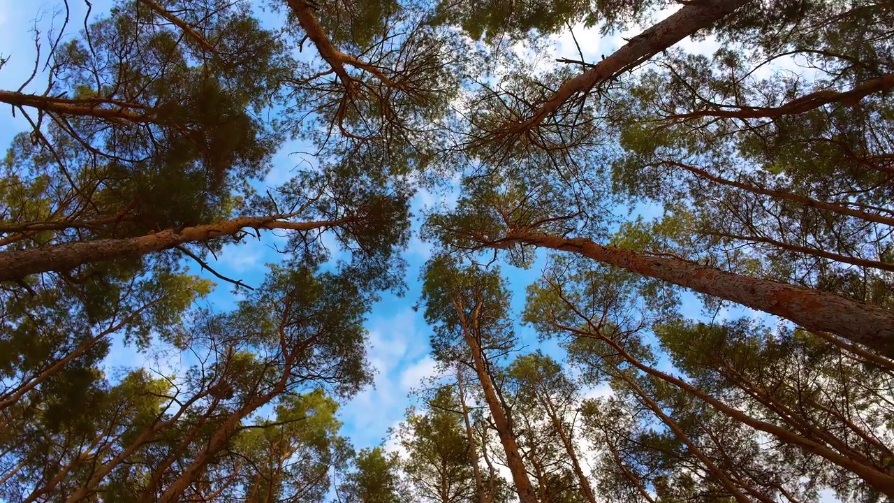 高大的松树雄伟的顶端在蓝色多云的天空背景。自底向上视图分支摄像机逆时针旋转