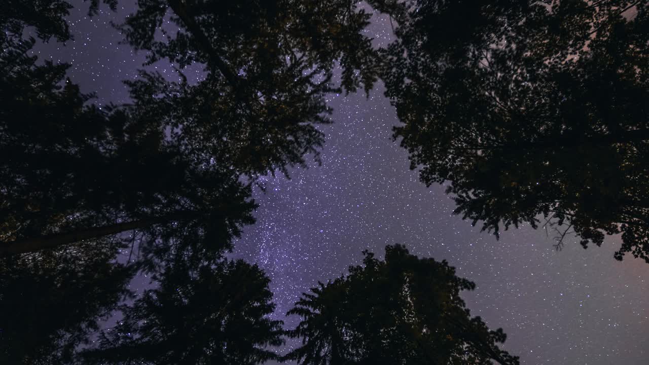 仰望闪闪发光的夜空，在森林树木的剪影上旋转