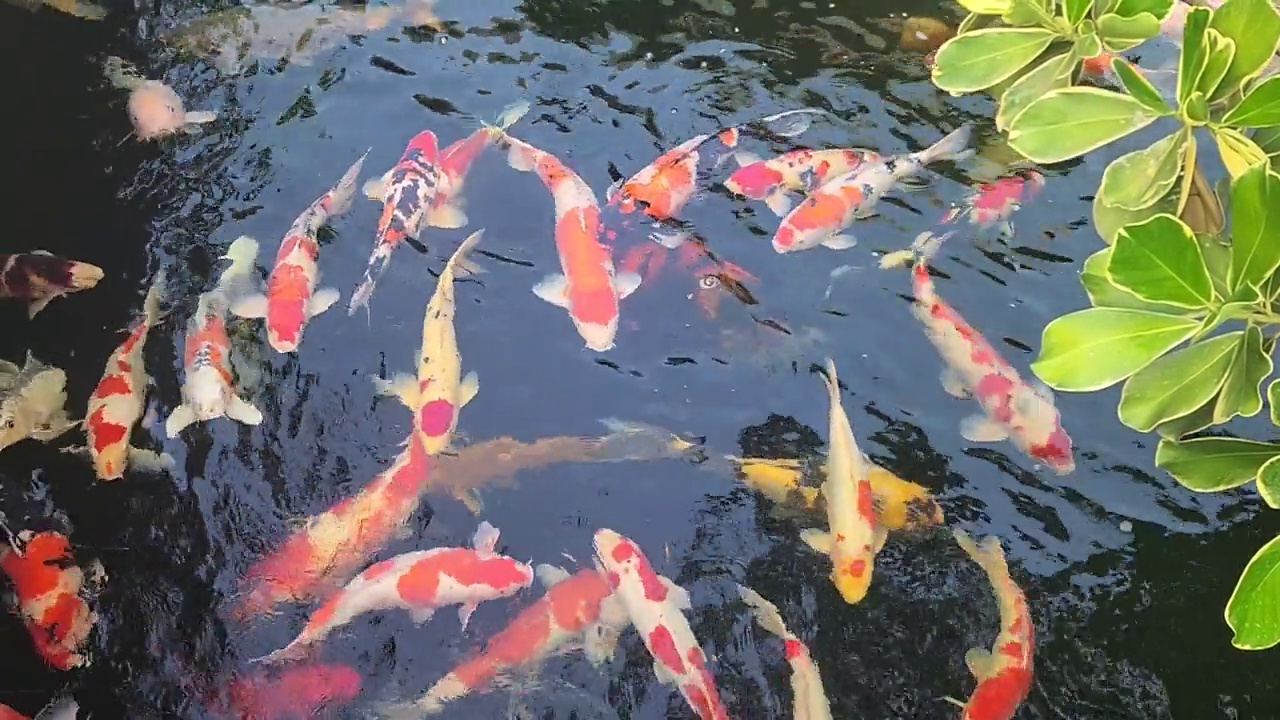 一组五颜六色的日本锦鲤或屎鱼。