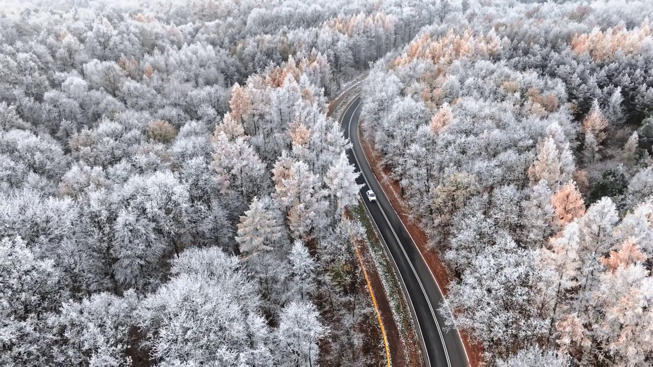 詳情圖-冬日的柏油路之間是五彩繽紛的雪林與霧凇，波蘭。