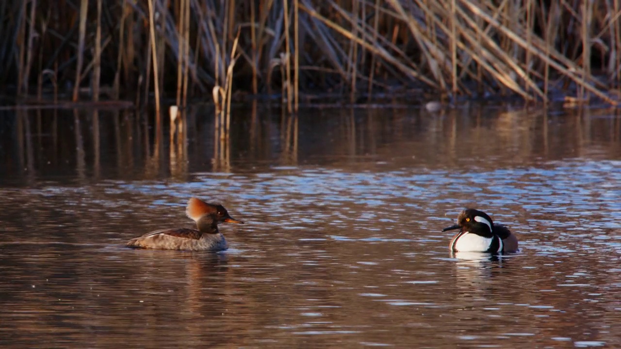 淡水池上的公、母冠秋沙鸭(Lophodytes cucullatus