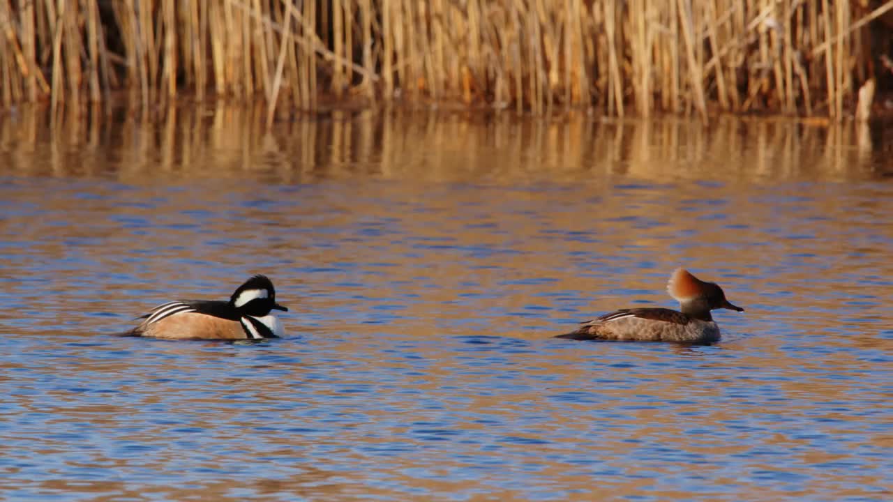 淡水池上的公、母冠秋沙鸭(Lophodytes cucullatus