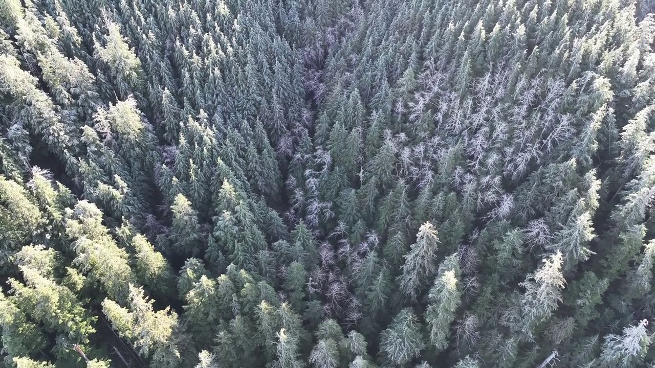 太平洋西北地区阳光下森林冠层的航拍研究