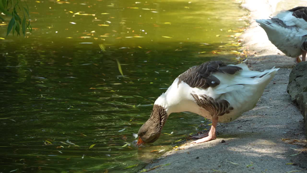 近距离站鹅