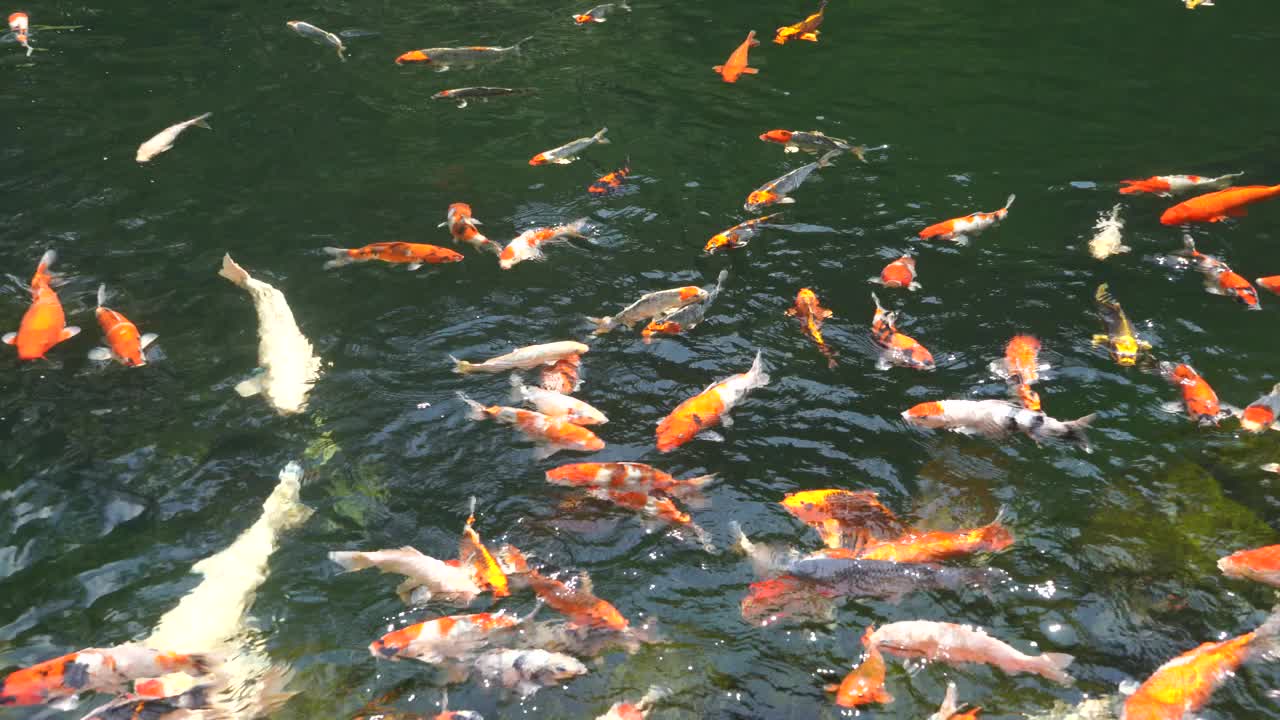 绿水池塘里的金鱼和锦鲤。锦锦鲤是阿穆尔鲤鱼(Cyprinus rubrofuscus)的彩色品种，用于室外锦鲤池塘或水花园的装饰目的。