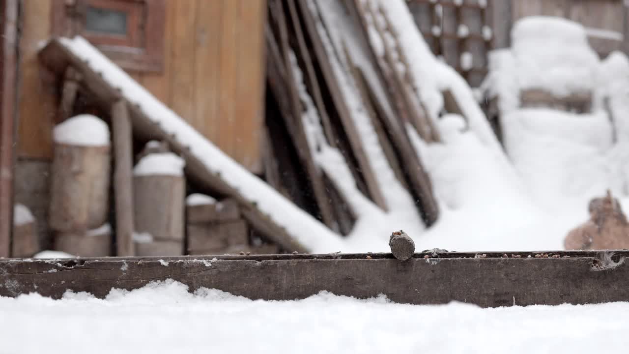 冬天，棕色的鸡和公鸡在院子里吃东西。雪地里的宠物。养鸡场。农村的家禽农场，许多鸡在冬天的一天在户外散步。冬天院子里漂亮的母鸡