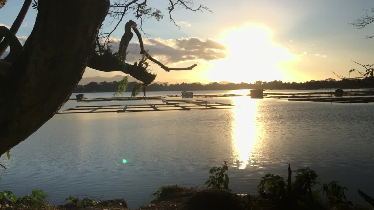 在夕阳的照耀下，湖面上漂浮的鱼笼被金色的阳光照亮，前景是一棵大树。轮廓