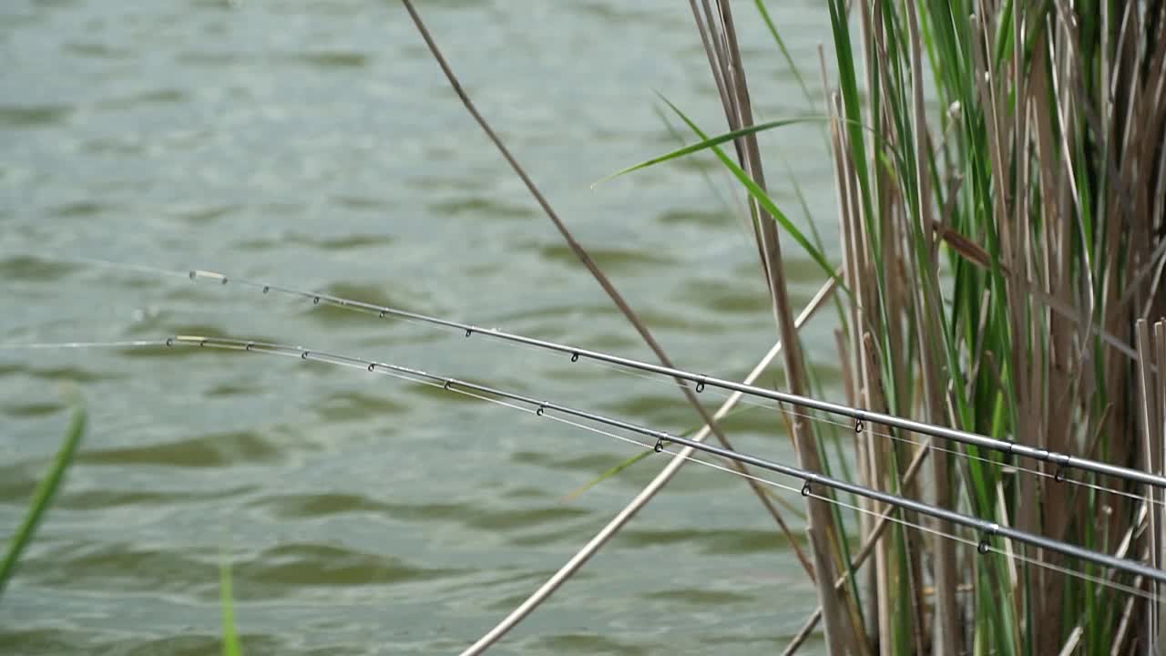 两根鱼竿淹没在湍急的蒂米斯河中，周围是芦苇