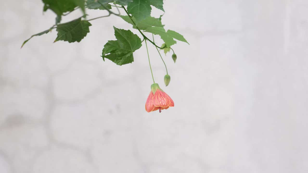 锦葵(Abutilon pictum)俗称红锦葵、红脉印度锦葵、红脉开花枫树、中国灯笼或红脉中国灯笼，是锦葵科锦葵的一种