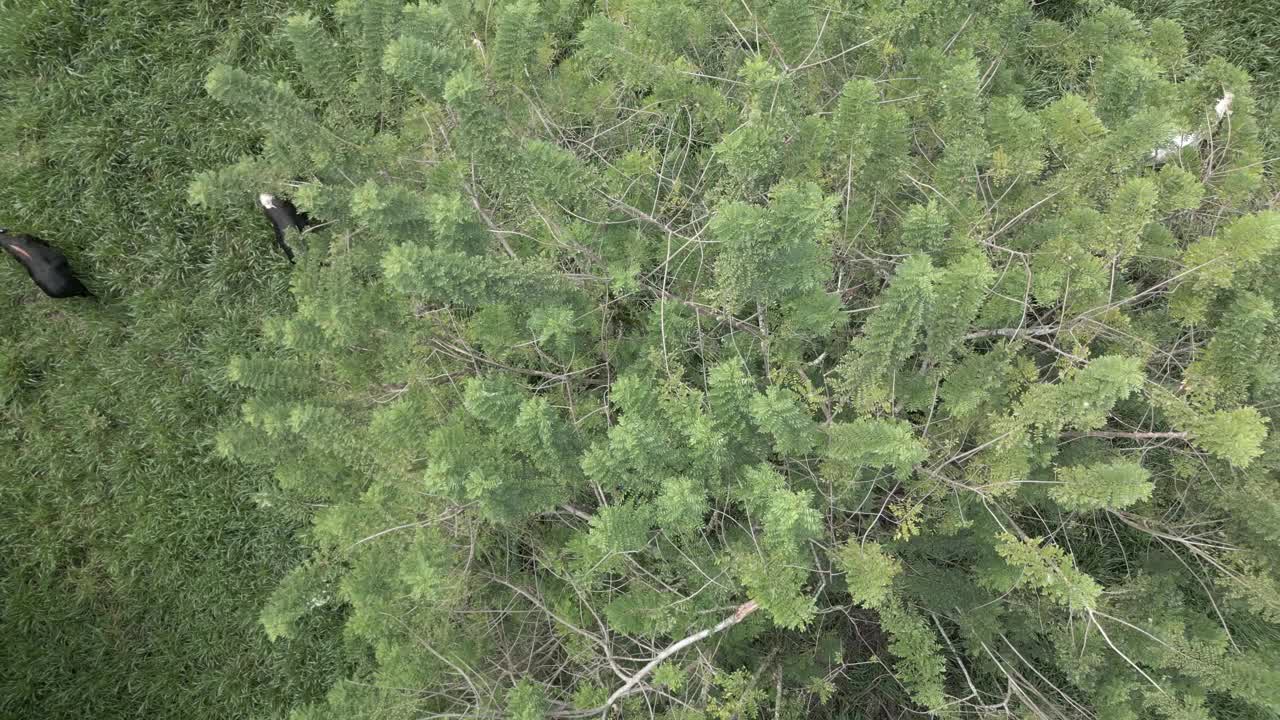 无人机视频直接从牛的角度拍摄畜群视频