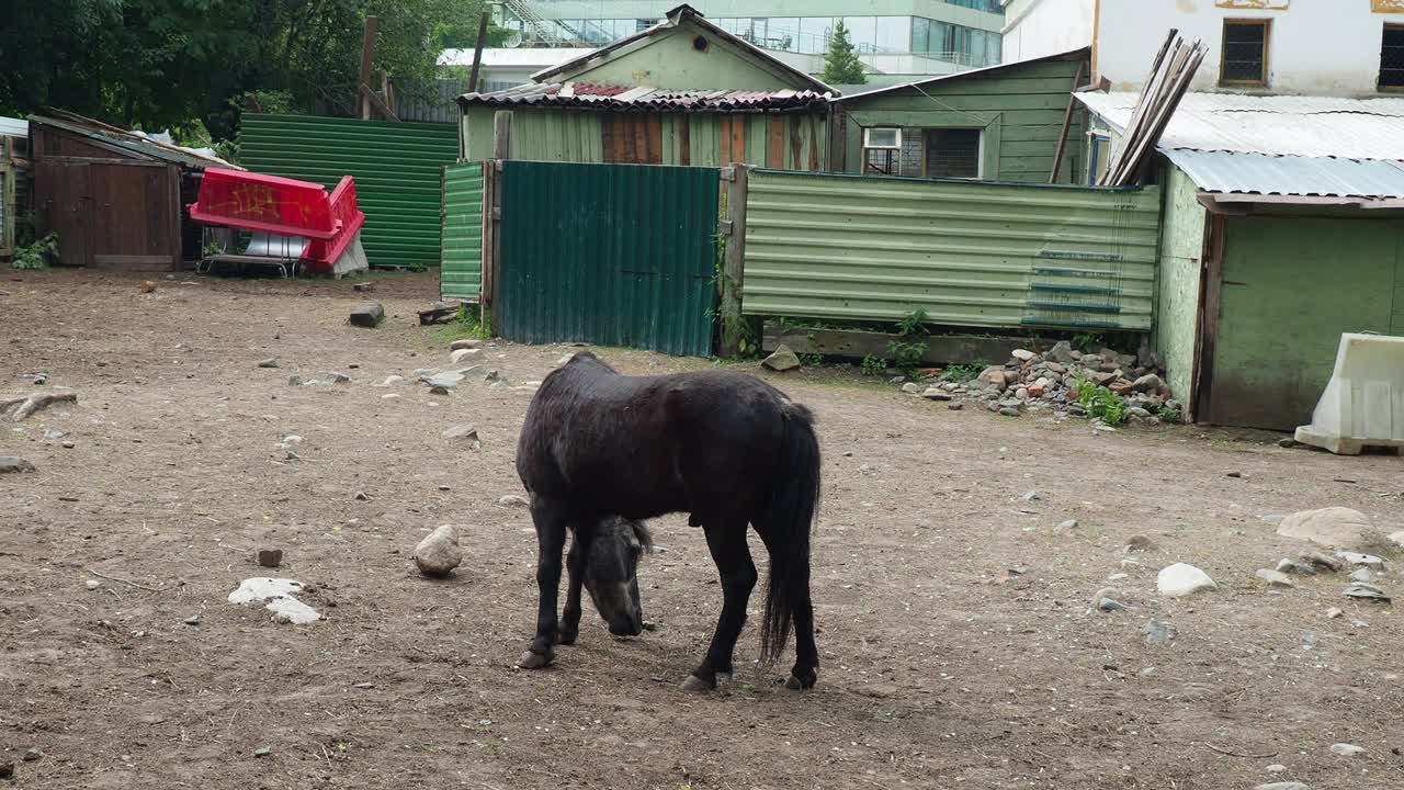 马(Equus caballus)是驯化的单趾有蹄哺乳动物。一匹黑色的小马驹在吃草、踩草、啃草。马营，马厩。马科，马属亚种。