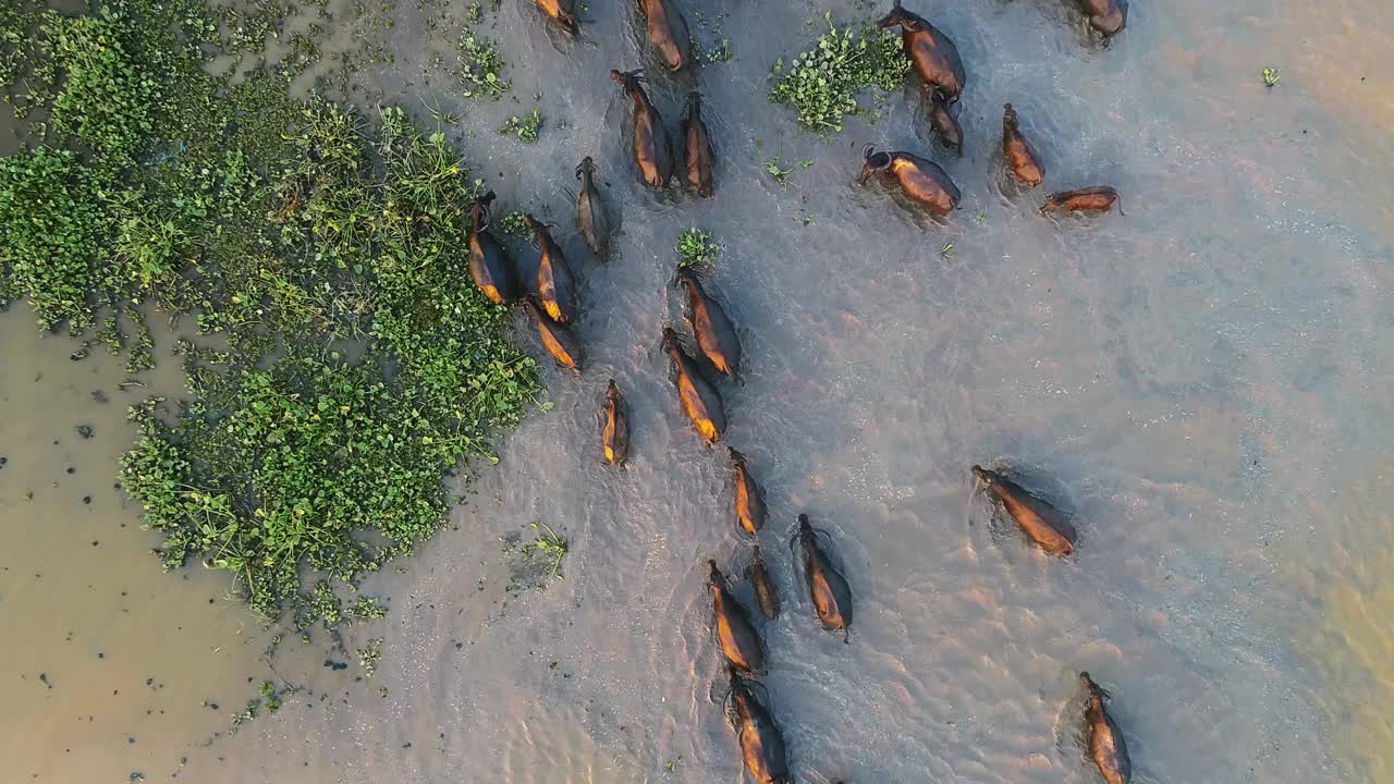 无人机从上方拍摄的沼泽中的亚洲水牛。