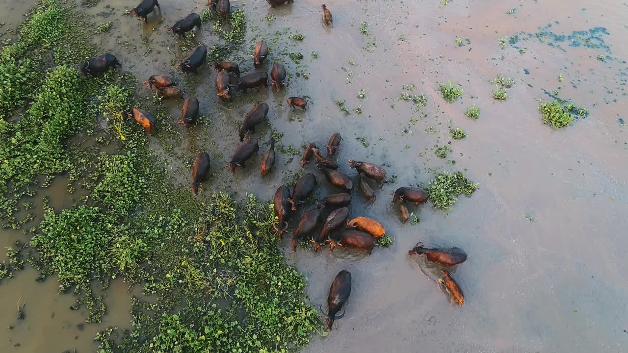 鸟瞰在沼泽沼泽区水库放牧的水牛