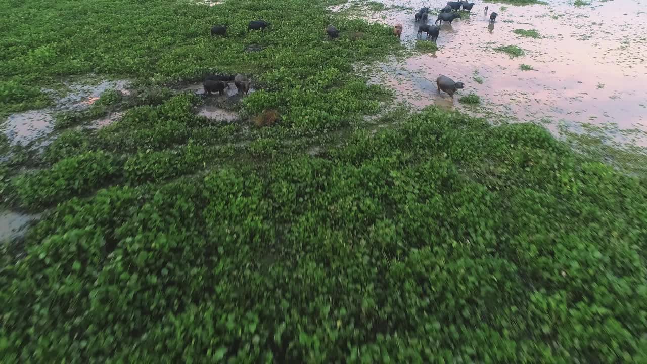 站在沼泽地里的野牛