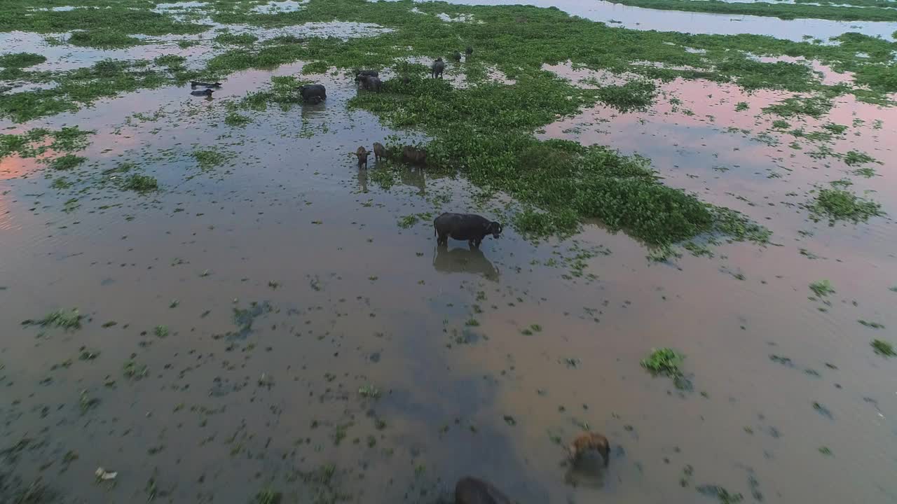 当太阳开始落山时，野生亚洲水牛在沼泽水域觅食