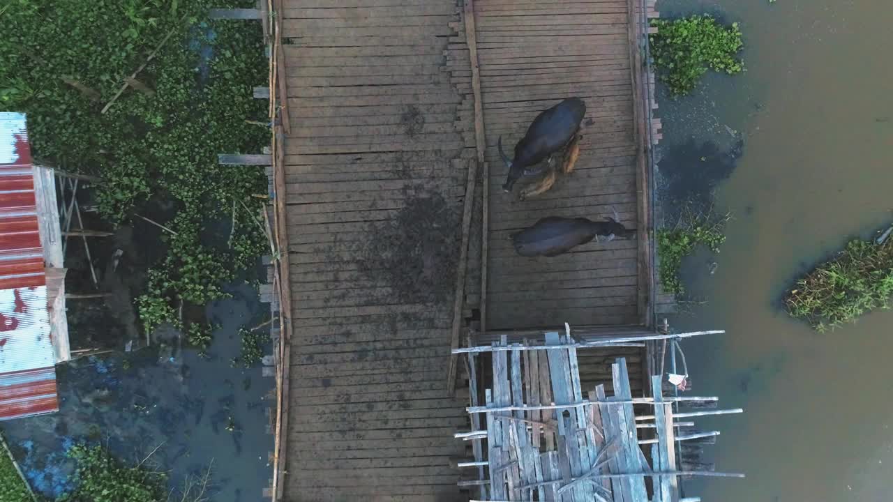 沼泽中的一群水牛进入围栏