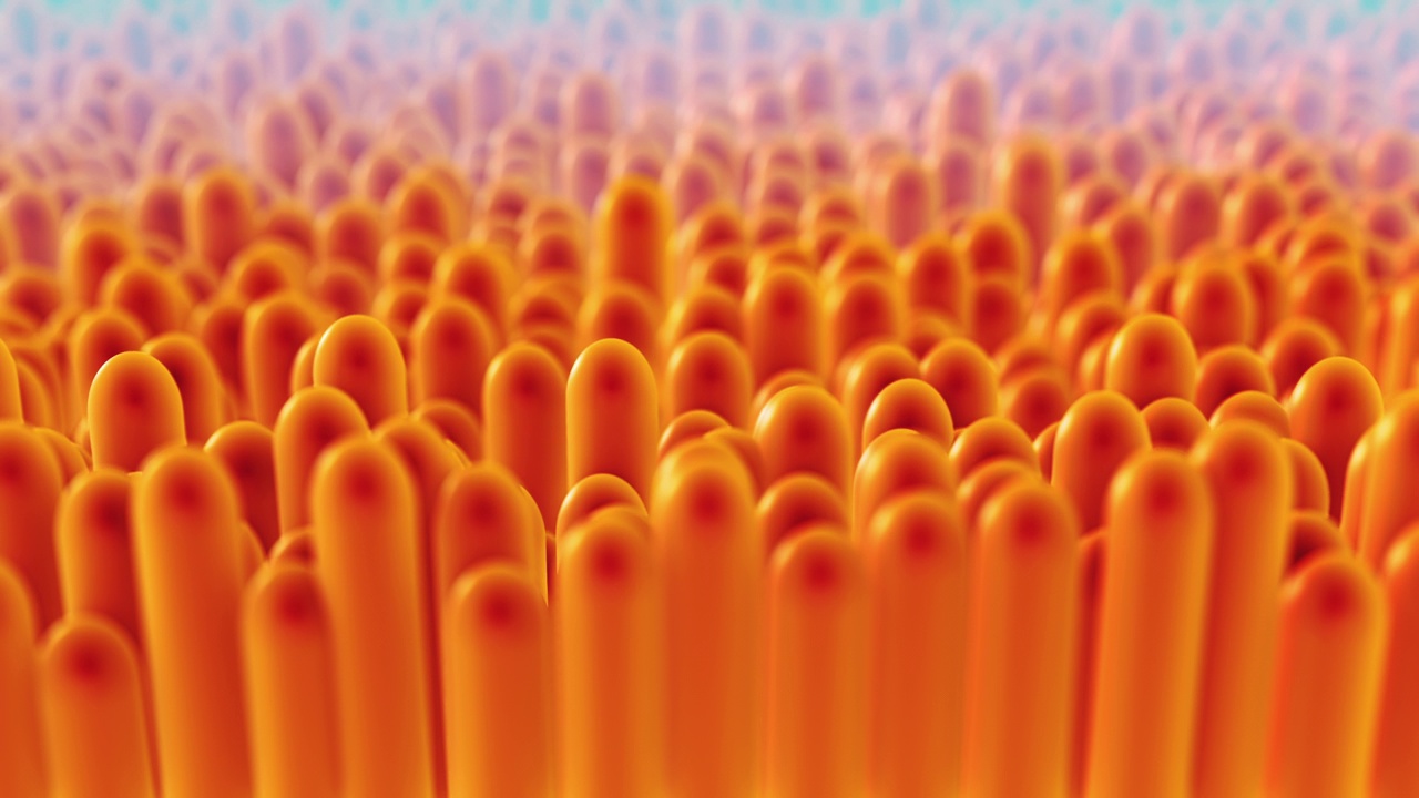 3D动画特写肠绒毛