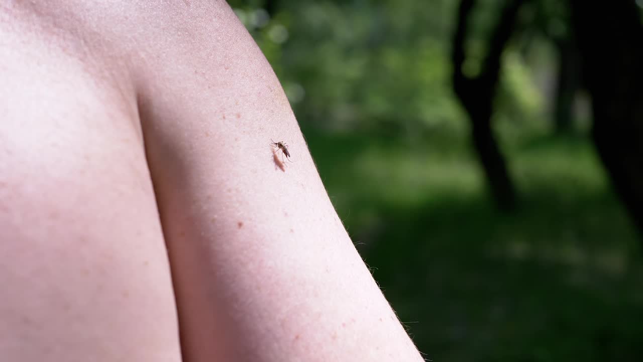 在模糊的自然背景下的树林里，蚊子在手上吸血
