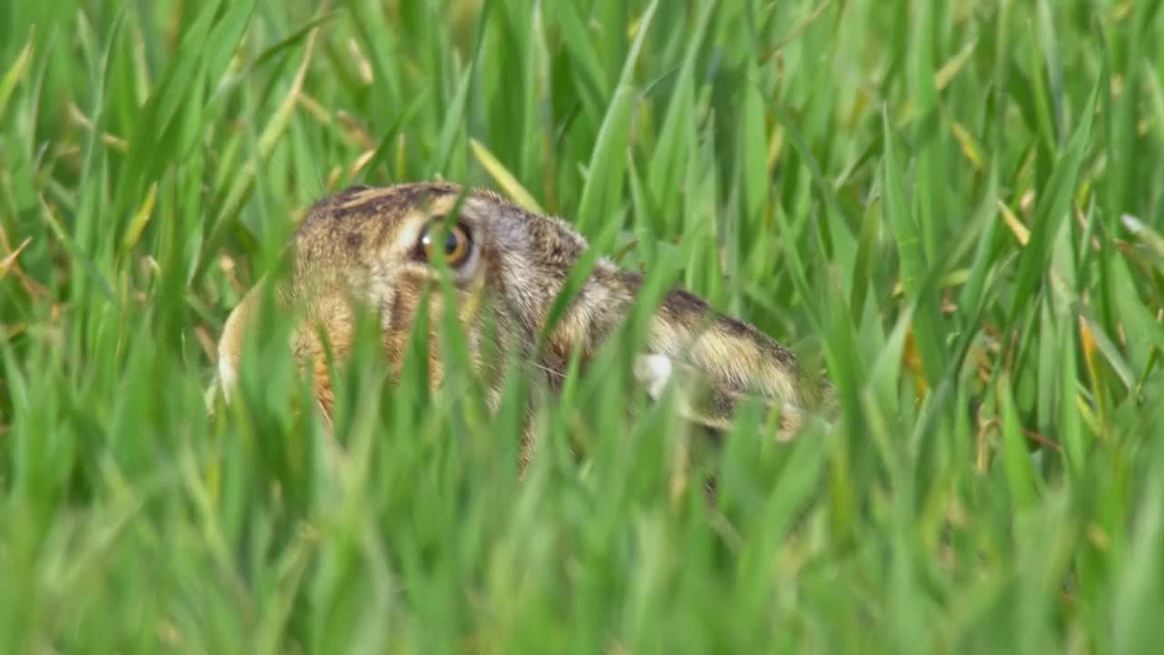 欧洲的德国萨克森安哈尔特州马格德堡，一只欧洲野兔(Lepus europaeus)早晨坐在绿色的草地上，躲在草丛中