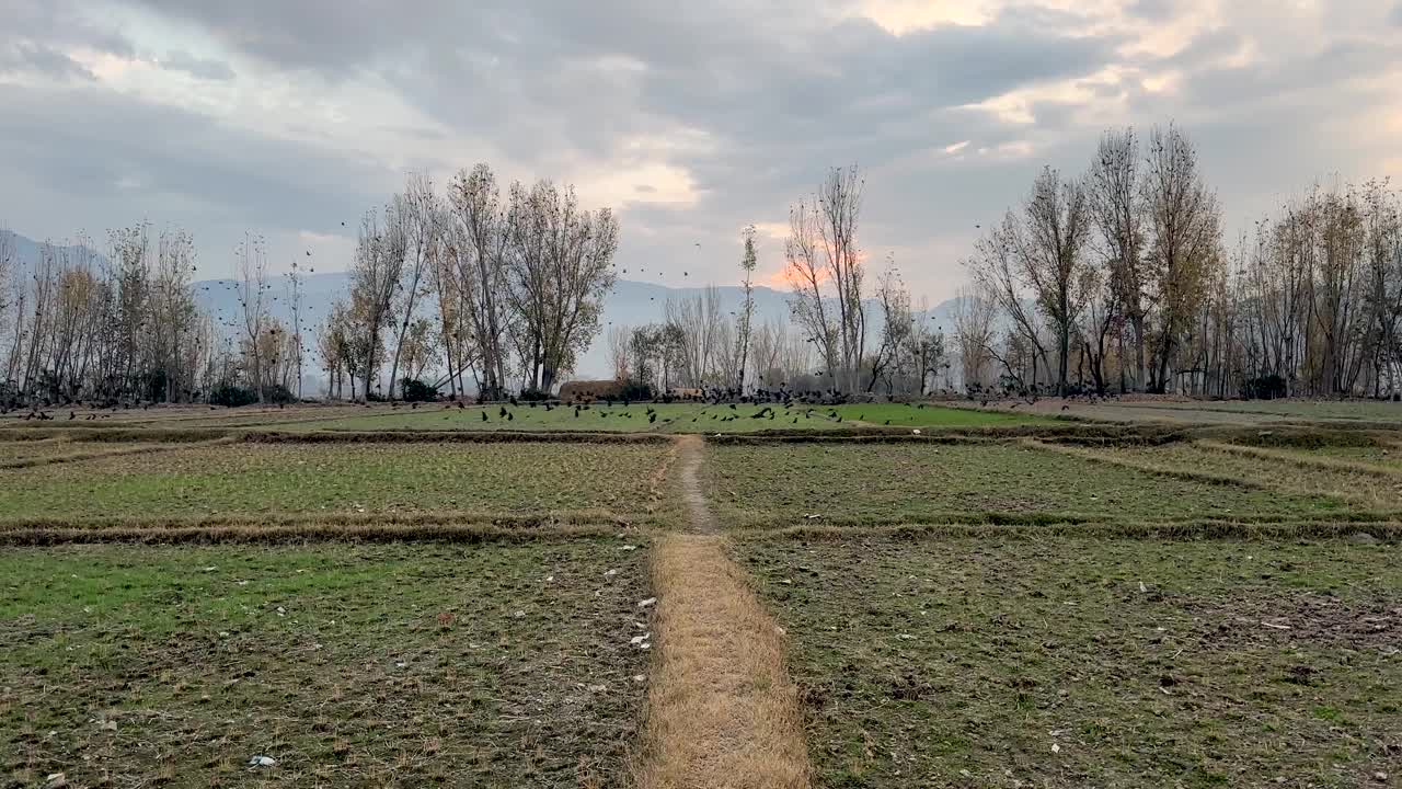 秋天，一群乌鸦在冬天的夕阳下飞过树木