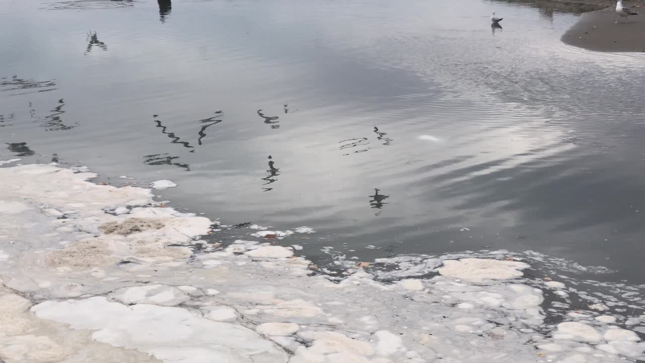 海滩上的水坑上海鸥飞过，鸟语花香，海水污染