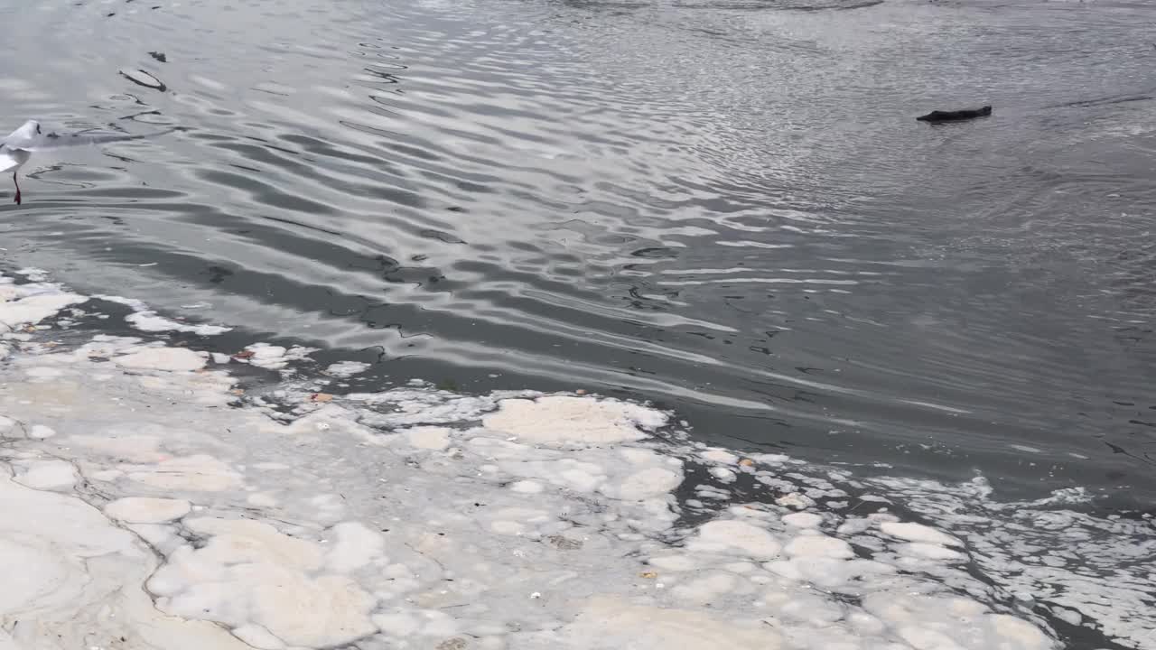 海滩上的水坑上海鸥飞过，鸟语花香，海水污染