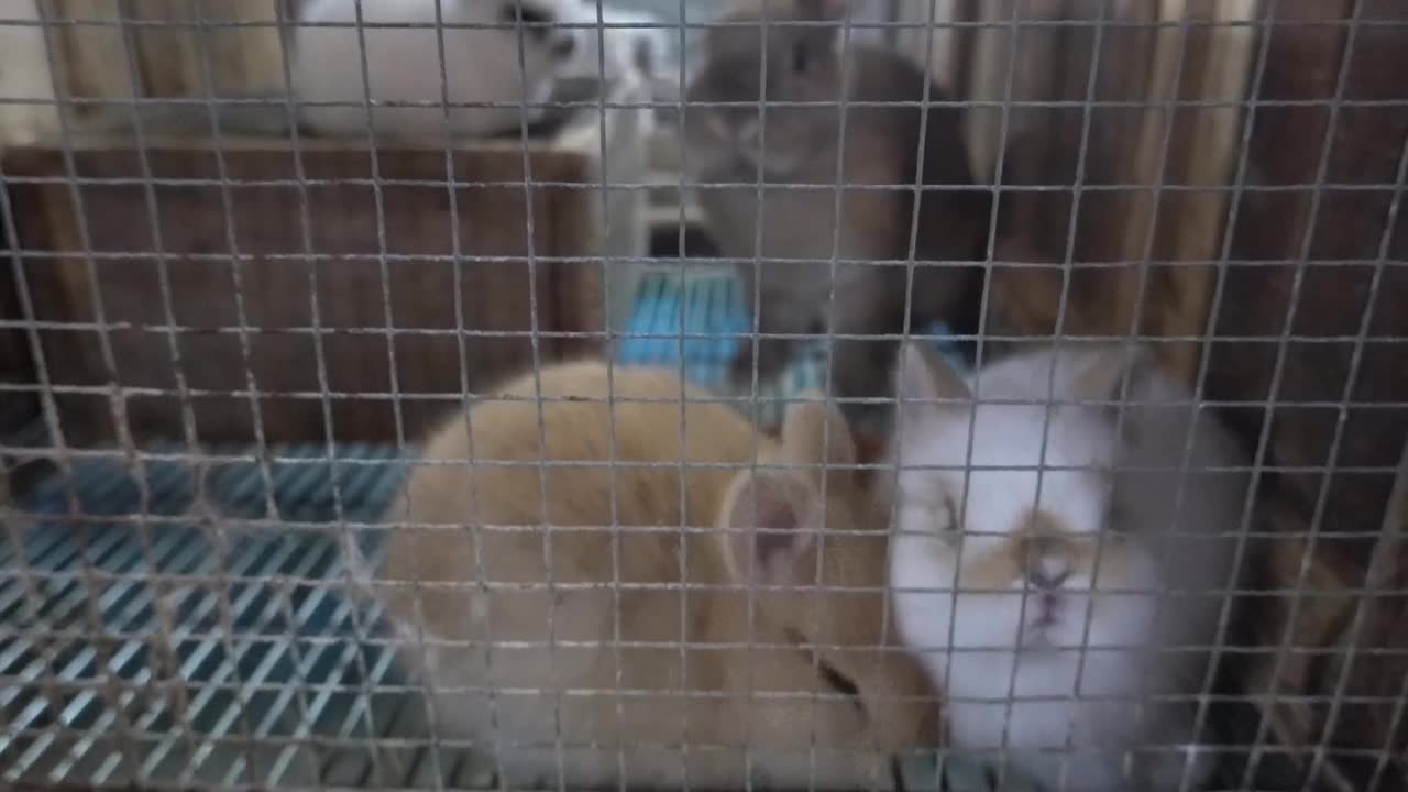 他的笼子里有两只小兔子