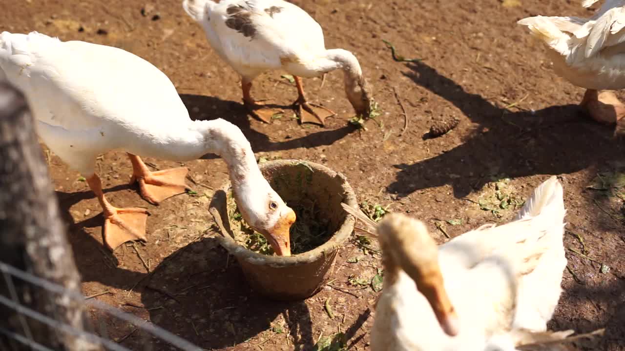 一群天鹅在自家后院的牧场农场吃家禽草叶饲料