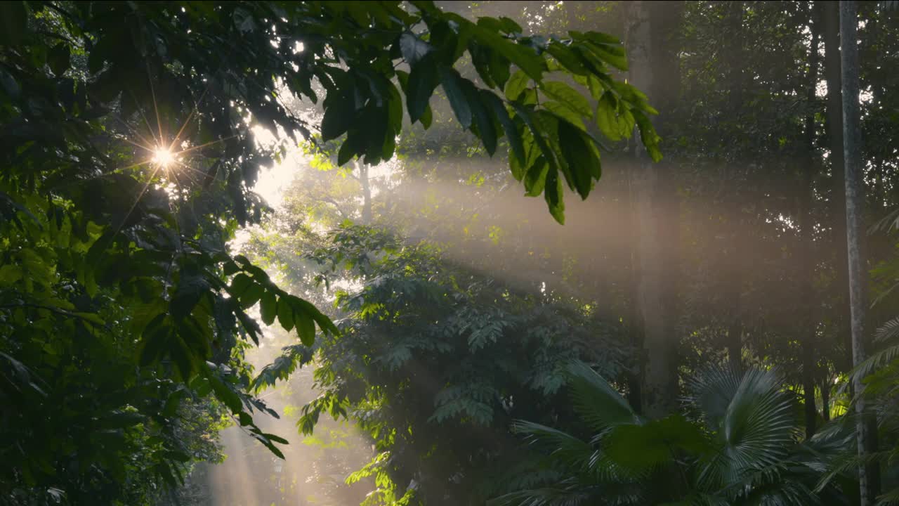 清晨的森林里有初升的太阳。阳光透过树叶照射进来。绿色森林里的日出。万向节高质量拍摄